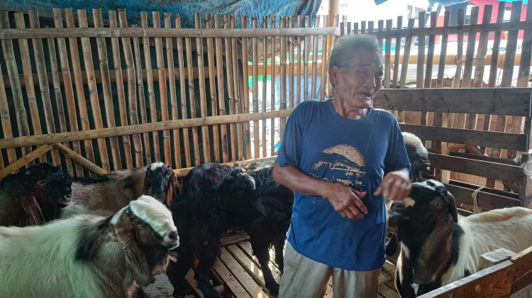 Jelang Idul Adha, Penjualan Kambing di Pesisir Meningkat Dibanding Tahun Lalu