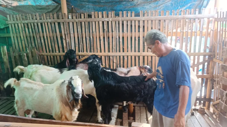 Pensiun Jadi Nelayan, Pak Dulamine Pilih Tekuni Ternak Kambing di Pesisir Jakarta