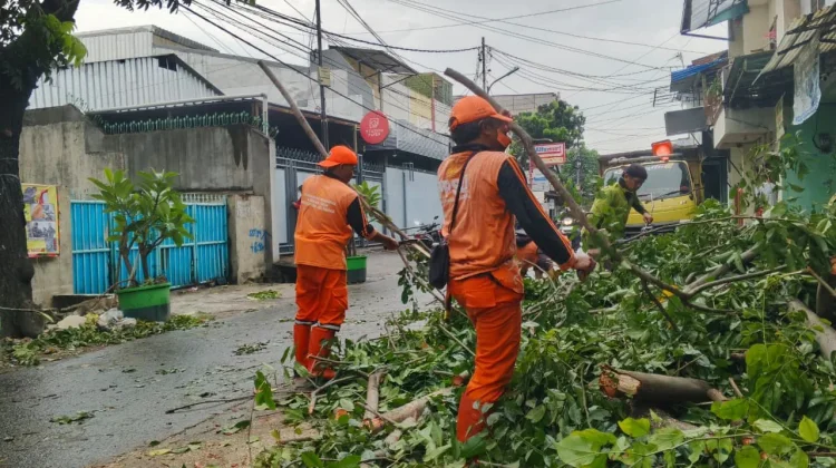 Dinilai Bahayakan Warga, Pohon Angsana di Jelambar Dipangkas Petugas