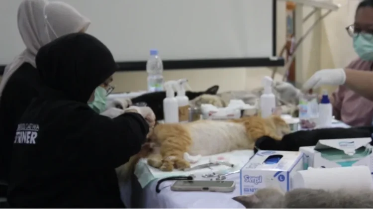 KPKP Jakbar Targetkan Sterilisasi 2.200 Kucing Sepanjang 2026