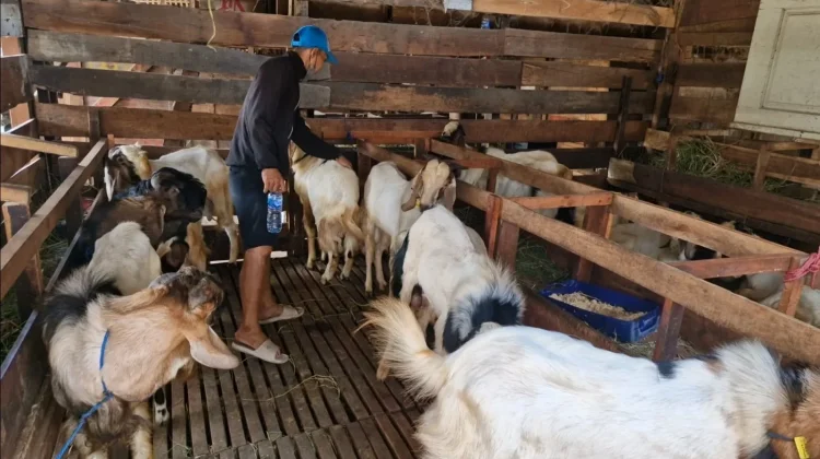 Penjualan Hewan Kurban Kambing Masih Stabil, Diprediksi Meningkat H-4 Lebaran Haji