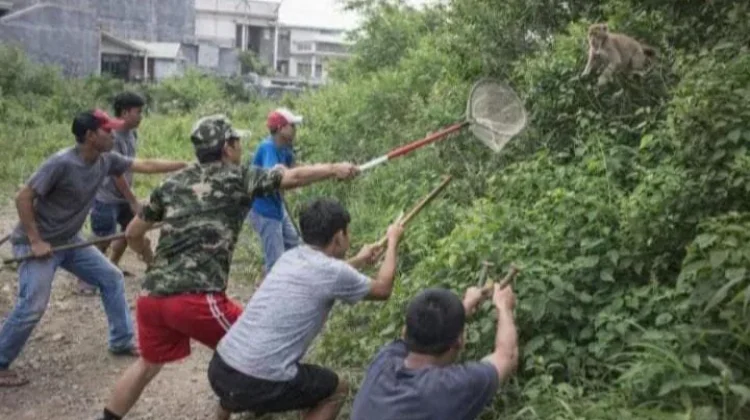 Teror Monyet Liar di Marunda, Upaya Penangkapan Belum Membuahkan Hasil