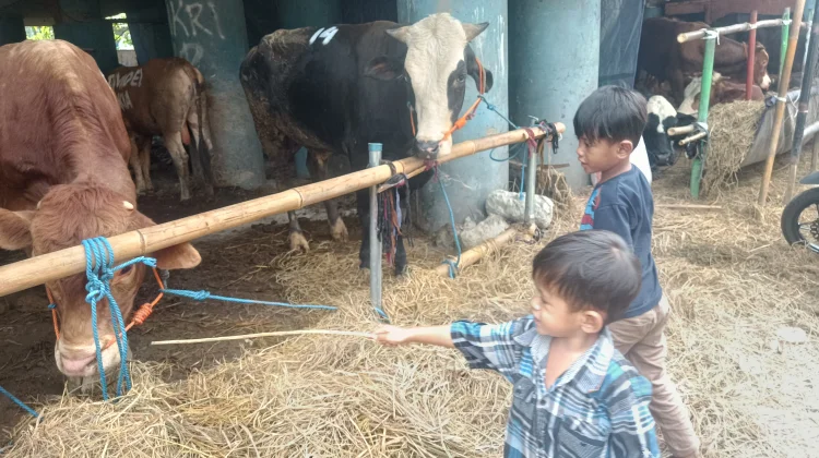 Kebun Binatang Dadakan: Lapak Sapi Kurban Jadi Hiburan Gratis Bagi Anak di Jakarta