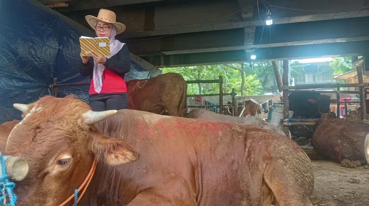 Strategi Unik Pedagang Hewan Qurban di Jakarta: Hadirkan SPG Cowboy