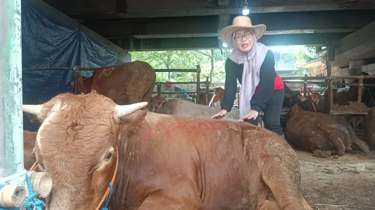 Dari Dapur ke Kandang: Kisah Bu Ela, Ibu Rumah Tangga yang Jadi SPG "Cowboy" Sapi Kurban