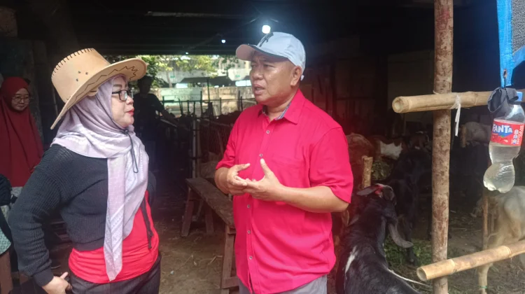 Strategi Jitu Gaet Pembeli: Intip SPG "Cowboy" di Lapak Sapi Kurban Sungai Bambu