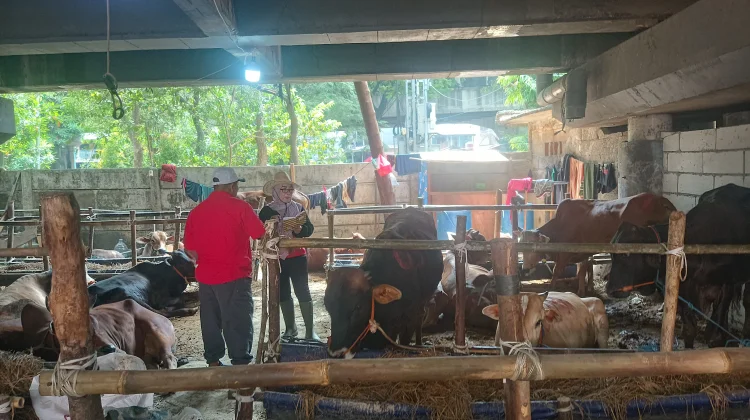 Berdayakan IRT, Lapak Sapi Kurban di Jakarta Gaji SPG Rp200 Ribu Per Hari