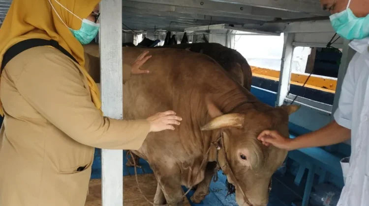 Puluhan Petugas Diterjunkan Awasi Kesehatan Hewan Kurban di Kepulauan Seribu