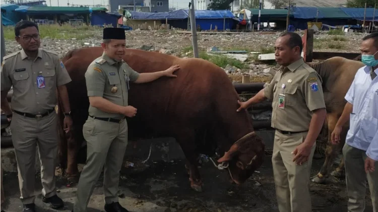 Puluhan Hewan Kurban Diangkut ke Kepulauan Seribu Jelang Iduladha