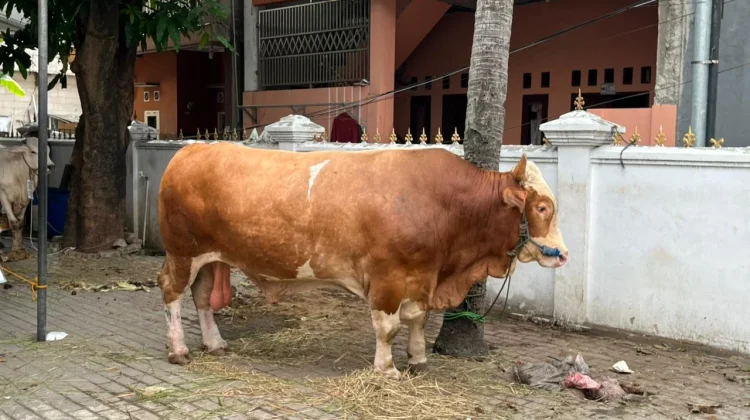 Prabowo Sumbang Sapi Kurban 1 Ton di Kalideres, Warga Namakan ‘Sapi Gemoy’