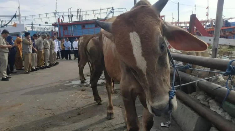 Jelang Iduladha, Bupati Ingatkan Proses Pemotongan Kurban Dijaga Kebersihannya