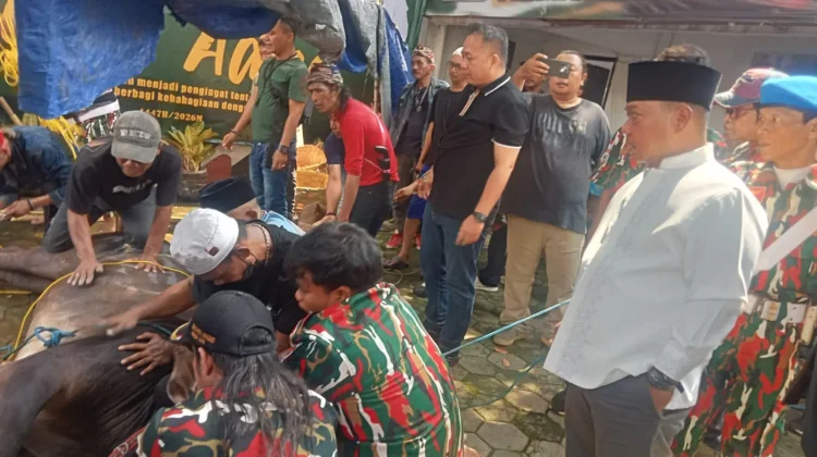 Mabes LMP Tebar Kepedulian lewat Penyembelihan 11 Ekor Sapi Kurban