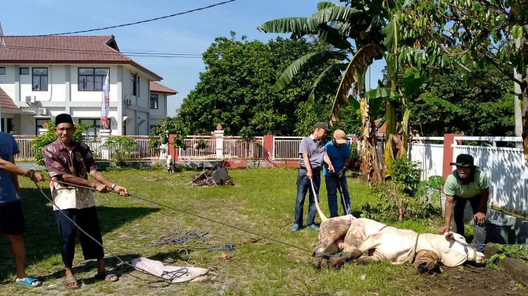 Sekber Wartawan Bogor, Potong Sapi Kurban Bupati Bogor