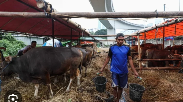 Seskab Teddy Indra Wijaya Beli Sapi Boyolali untuk Kebutuhan Kurban Idul Adha