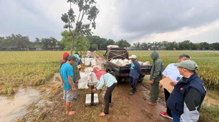 Realisasi Serapan Gabah dan Beras Bulog Capai 3 Juta Ton