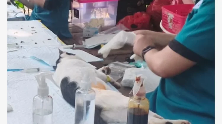 Sudin KPKP Kepulauan Seribu Berhasil Vaksinasi Ratusan Kucing