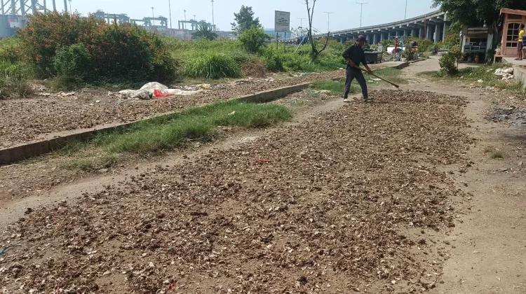 Langka Bahan Baku,  Pengolahan Rebon di Jakarta Utara Berhenti Produksi