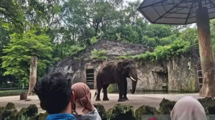 Sambut HUT Jakarta, Taman Margasatwa Ragunan Gratiskan Tiket Masuk