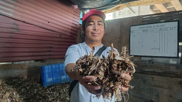 Pedagang Ikan Asin di Jakarta Sukses Olah Limbah Tulang Tongkol Jadi Pakan Ternak
