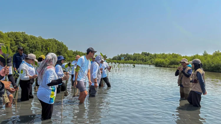 Perkuat Ketahanan Pesisir, PLN EPI Tanam 1.680 Mangrove di Karawang