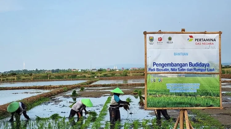 Dari Padi Biosalin ke Minapadi Salin, PGN dan BRIN Dorong Nilai Ekonomi