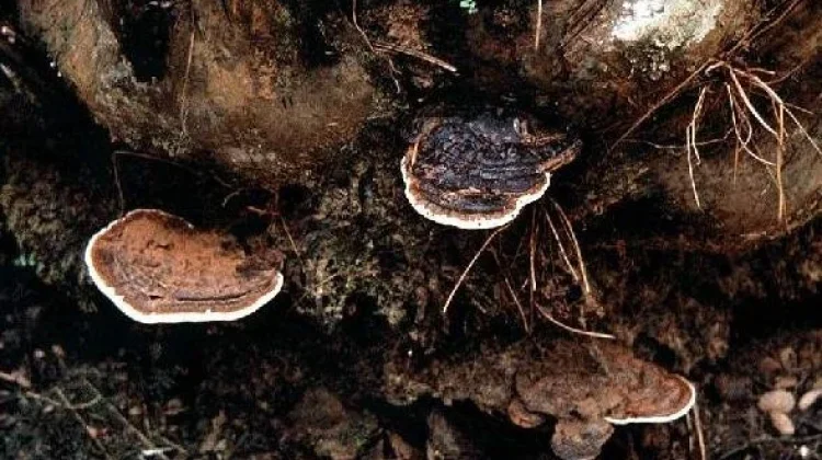 APKASINDO Dorong Petani Sawit Perkuat Kapasitas dari Ancaman Ganoderma