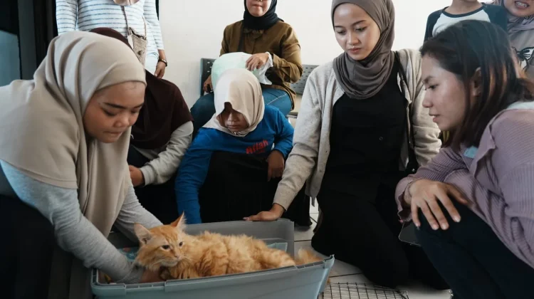 Sudin KPKP Jakbar Sterilisasi 200 Kucing Jantan Lokal di Gropet