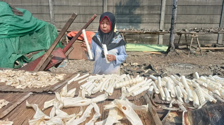 Bisnis Kulit Ikan Cucut Antar IRT Cilincing Raup Omzet Jutaan Rupiah