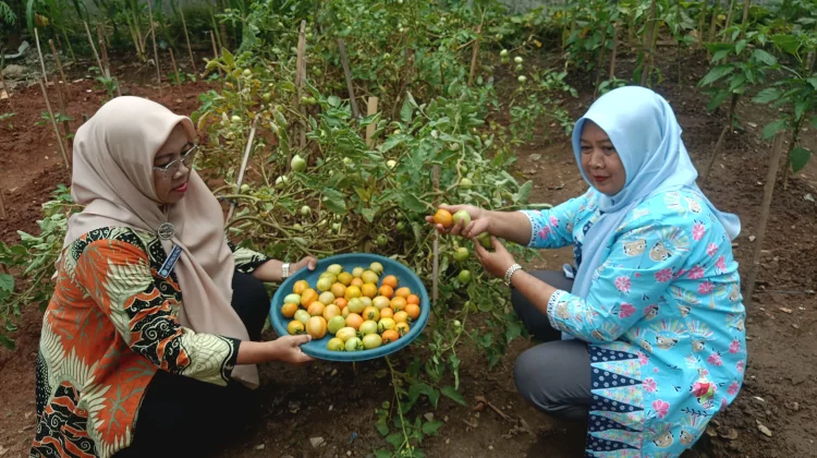 Hijaukan Jakarta  Warga Koja Berhasil Ubah Lahan Kumuh Jadi Kebun Produktif