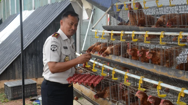 Lapas Salemba Panen Telur Ayam