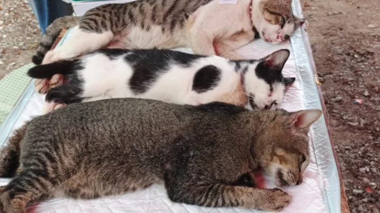 Cegah Rabies, Sudin KPKP Kepulauan Seribu Gencarkan Vaksinasi-Sterilisasi Kucing