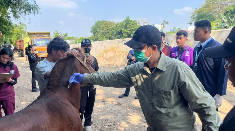 KPKP Jakbar Gelar Layanan Kesehatan untuk Kuda Pekerja di Palmerah