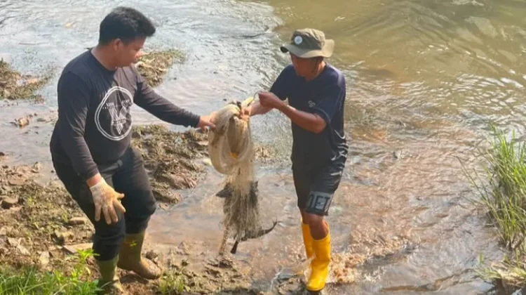 KPKP Jakbar Tangkap 93 Kilogram Ikan Sapu-sapu di Kali Pesanggrahan