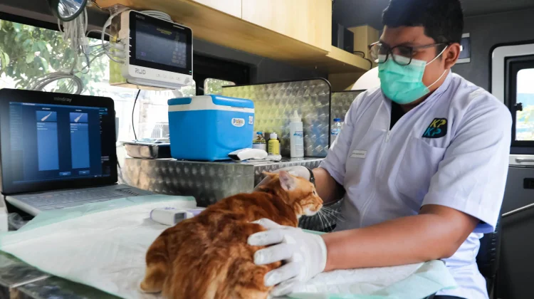 Lima Mobil Klinik Hewan Keliling Mulai Layani Warga di Jakarta