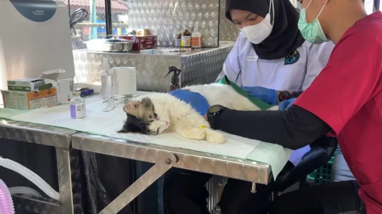 Pemprov DKI Sediakan Layanan Mobil Klinik Hewan Keliling