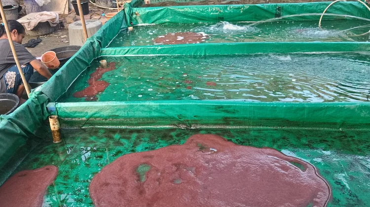 Dampak Pencemaran Sungai BKT, Cacing Sutra Kini Makin Sulit Ditemukan