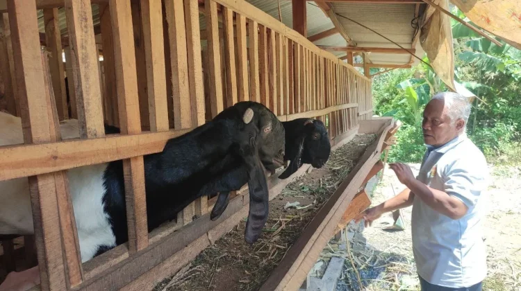 Program Budidaya Kambing Perah PLN EPI di Gunungkidul Naik 52 Persen