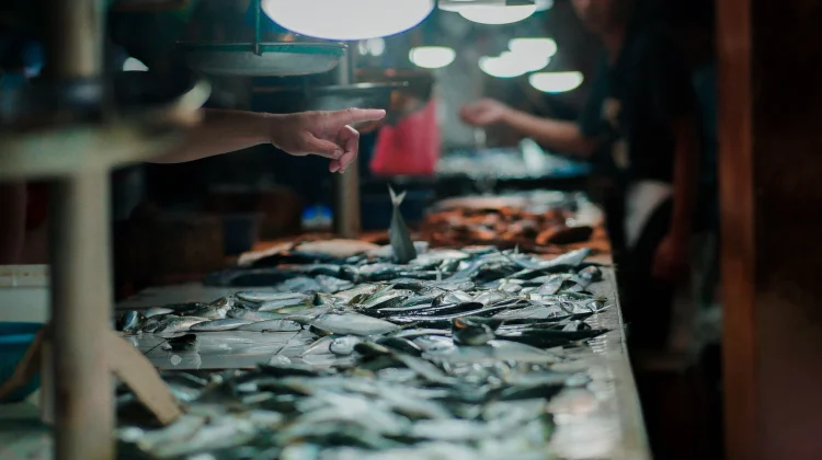 Muara Angke Kini Jadi Pusat Belanja Ikan Internasional