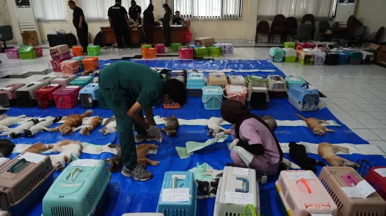 Sudin KPKP Jakbar Sterilisasi 200 Kucing Jantan di Tambora