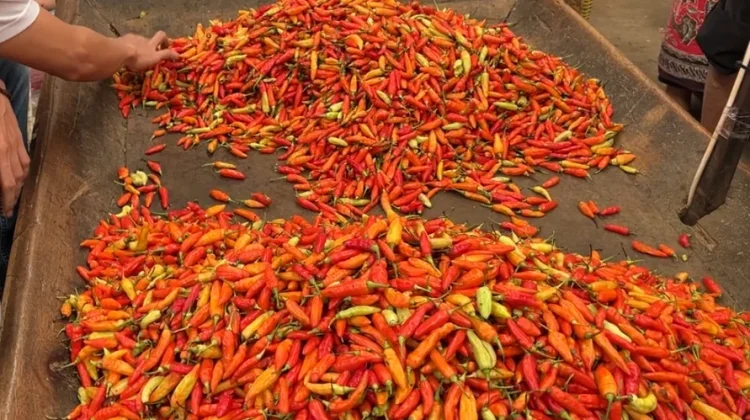 PIHPS: Harga Cabai Rawit Rp47.500 per Kg, Harga Telur Ayam Rp25.000 per Kg