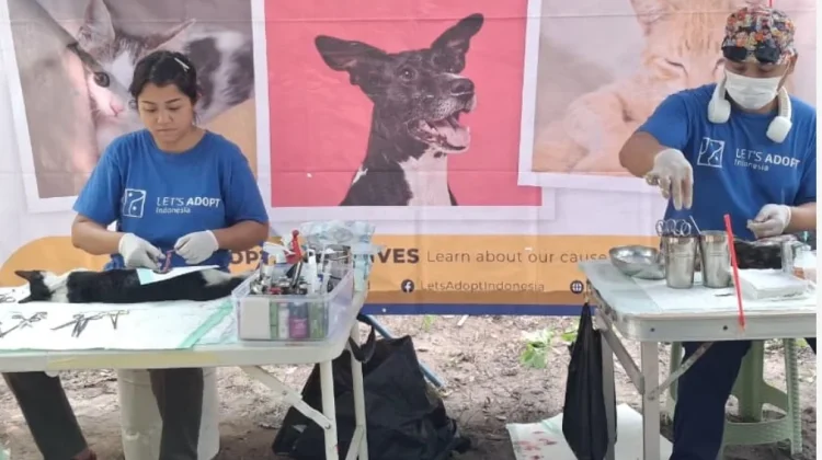 Program TNR di Pulau Pari Berhasil Sterilisasi 108 Kucing