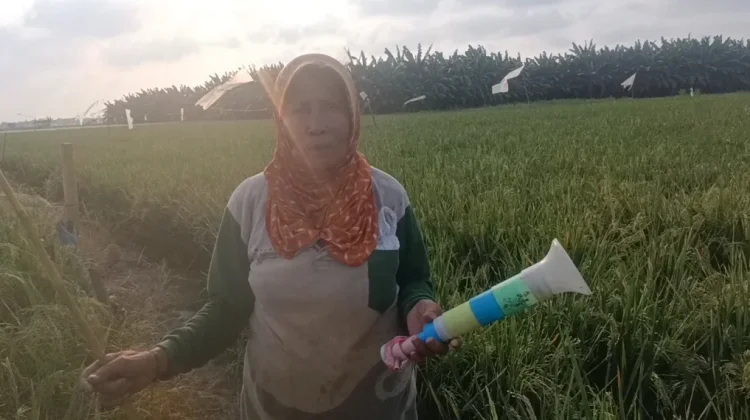 Bangkit dari Gagal Panen, Petani Rorotan Bersiap Panen Raya di Tengah Musim Kemarau