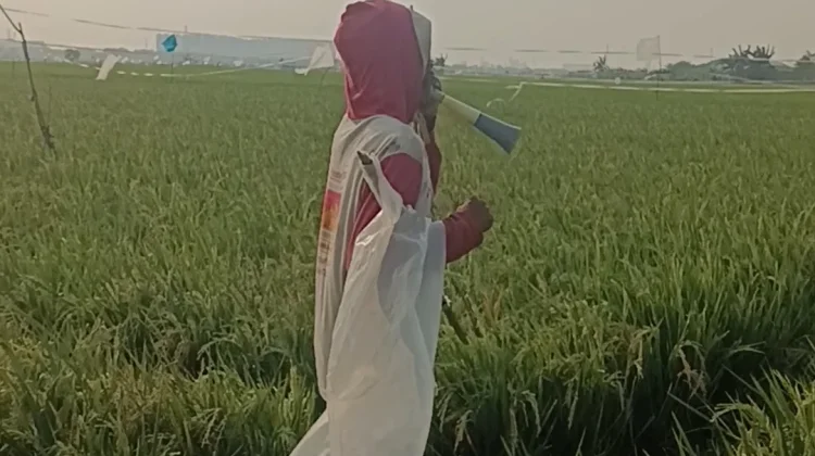 Perjuangan Petani Rorotan Menjaga Hasil Panen Melimpah di tengah Kemarau Panjang
