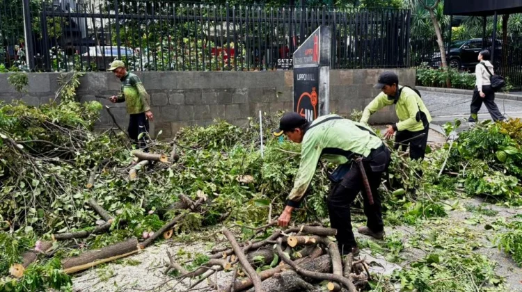 Sudin Tamhut Jakbar Tangani 902 Pohon Selama Juli 2026