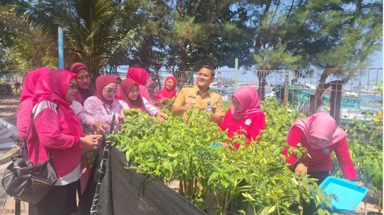 RPTRA Arung Palakka, Berhasil Panen 11 Kg Cabai