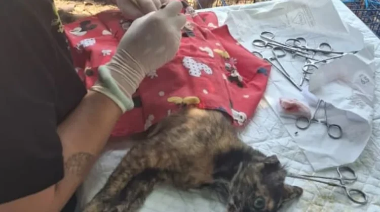 Sebanyak 101 Kucing di Pulau Lancang Disterilisasi