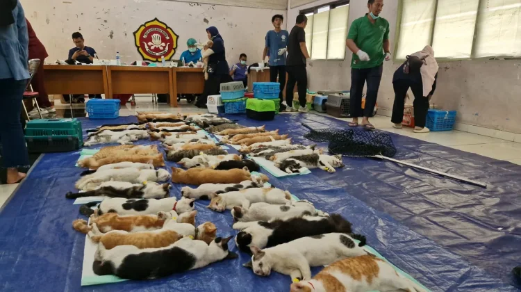 Sudin KPKP Jakarta Timur Sterilisasi 265 Kucing di Pulogadung