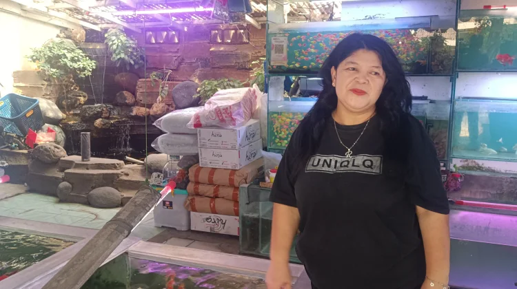Resep Sukses Pedagang Ikan Hias: Omset Puluhan Juta di Pelepah Raya