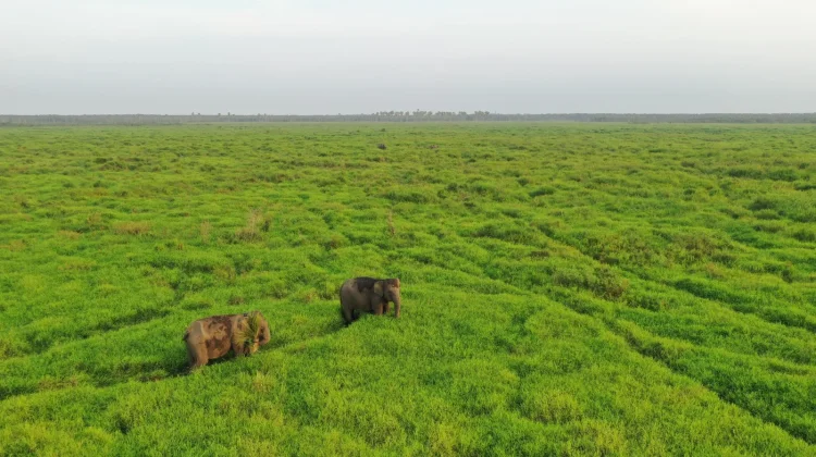 Ancaman Utama Gajah Sumatra Hilangnya Hutan Bukan Perburuan Gading