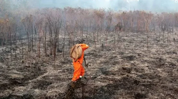 Pemerintah Optimalkan Operasi Modifikasi Cuaca Tekan Kebakaran Hutan dan Lahan
